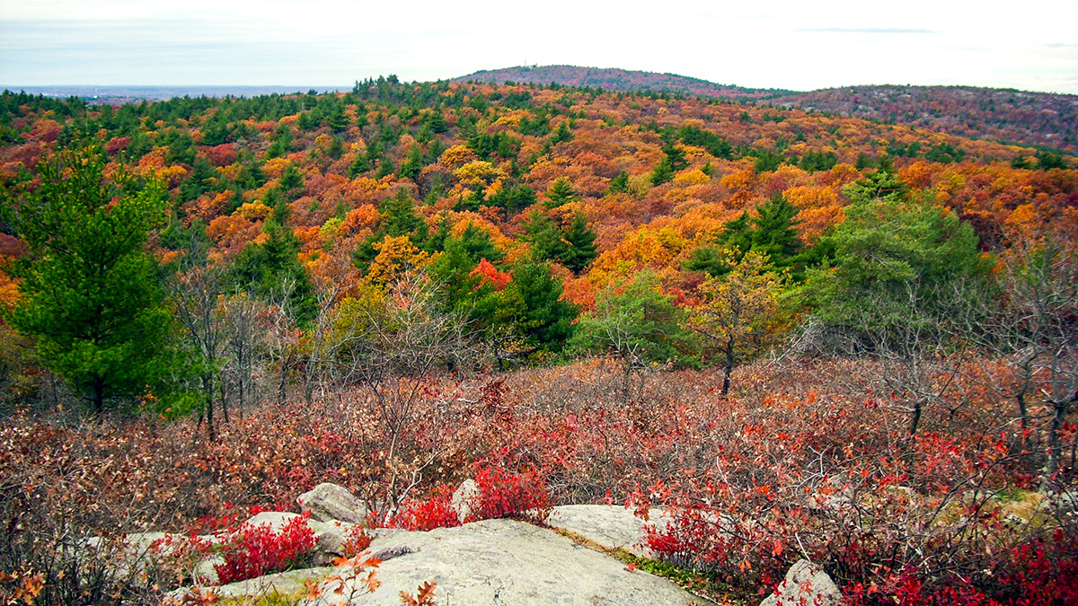 Blue Hills Reservation autumn foliage - ecotherapy location